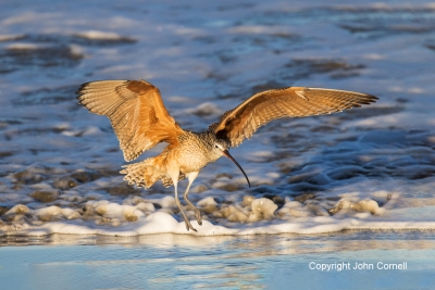 Curlew;Flying-Bird;Forage;Long-billed-Curlew;Numenius-americanus;Photography;Sur