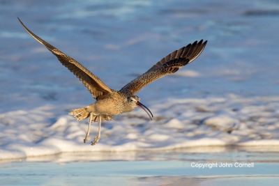 Curlew;Flying-Bird;Forage;Long-billed-Curlew;Numenius-americanus;Photography;San