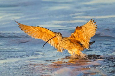 Curlew;Flying-Bird;Forage;Long-billed-Curlew;Numenius-americanus;Photography;Sho