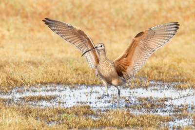 Flying-Bird;Long-billed-Curlew;Numenius-americanus;Photography;action;active;alo
