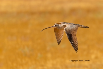 Flying-Bird;Long-billed-Curlew;Numenius-americanus;Photography;action;active;alo