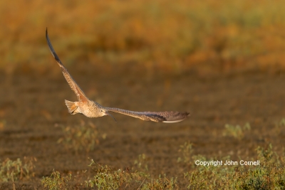 Curlew;Long-billed-Curlew;Numenius-americanus;flight,-action,-active,-aloft,-beh