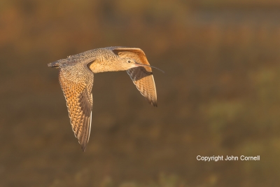 Curlew;Long-billed-Curlew;Numenius-americanus;flight,-Curlew;Long-billed-Curlew;
