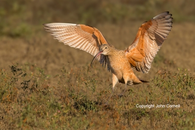 Curlew;Long-billed-Curlew;Numenius-americanus;flight,-action,-active,-aloft,-beh