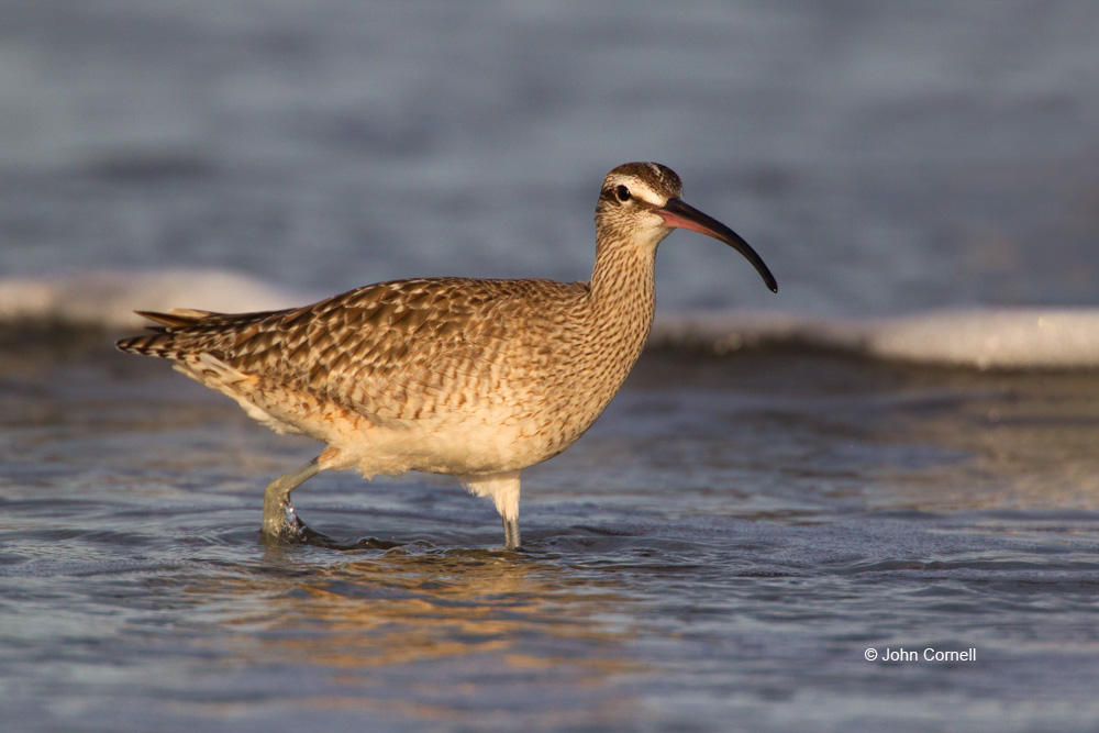 Numenius phaeopus;Whimbrel