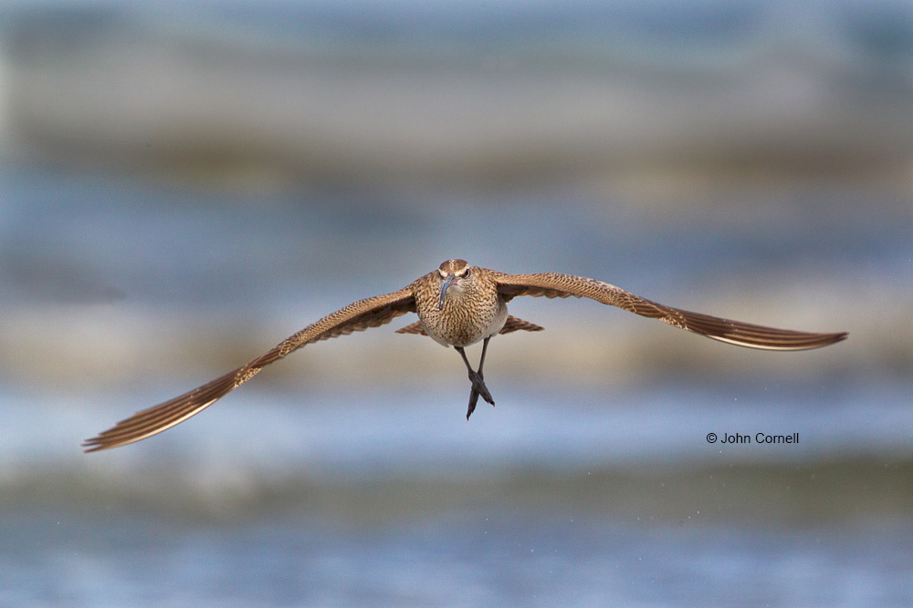 Flying Bird;Numenius phaeopus;Photography;Shoreline;Waves;Whimbrel;action;active;aloft;behavior;birds;color image;flight;fly;flying;foraging;in flight;motion;movement;one animal;soar;soaring;wing;winged;wings