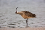 Curlew;Long-billed-Curlew;Numenius-americanus;Preening;Sand;Shorebird;Wading;for
