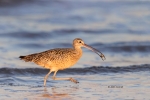 Curlew;Forage;Long-billed-Curlew;Mud-Flat;Numenius-americanus;Shorebird;beach;co