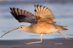 Long-billed_Curlew