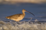 Curlew;Long-billed-Curlew;Mud-Flat;Numenius-americanus;Photography;beach;bird;bi