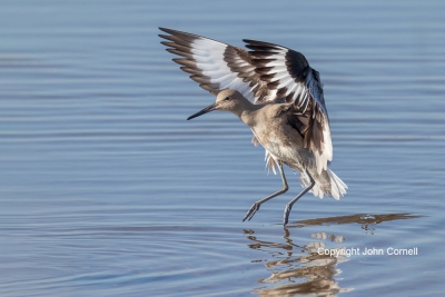 Catoptrophorus-semipalmatus;Flying-Bird;Photography;Willet;action;active;aloft;b