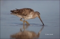 Short-billed-Dowitcher;Dowitcher;Limnodromus-griseus;Shorebird;shorebirds;closeu