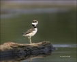 Chick;Killdeer;shorebirds;one-animal;close-up;color-image;nobody;photography;day
