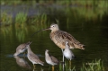 Long-billed_Curlew