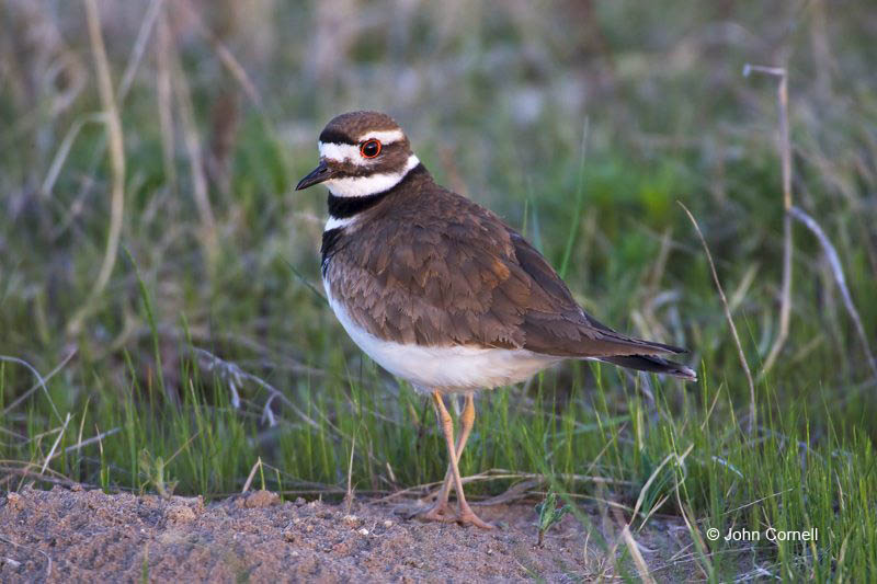 Charadrius vociferus;one animal;close-up;color image;photography;day;outdoors. Wildlife;birds;animals in the wild;avifauna;feathered;feathers;wilderness;perch;perching;watch;Killdeer;watchfull;watchful;Shorebird;shorebirds;closeup;outdoors;wildlife;bird;mud flat;beach;water;foraging;feeding
