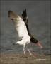 American-Oystercatcher;Oystercatcher;Haematopus-palliatus;shorebirds;one-animal;
