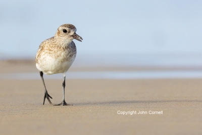 Black-bellied-Plover;One;Plover;Pluvialis-squatarola;Sand;Shorebird;avifauna;bea