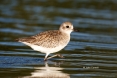Animals-in-the-Wild;Black-bellied-Plover;Mud-Flat;Photography;Plover;Pluvialis-s