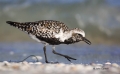 Black-bellied-Plover;Plover;Pluvialis-squatarola;shorebirds;one-animal;close-up;