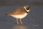 Semipalmated_Plover