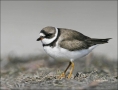 Plover;Semipalmated-Plover;Charadrius-semipalmatus;shorebirds;one-animal;close-u