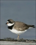 Semipalmated_Plover