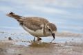 Piping-Plover;Plover;Florida;Southeast-USA;Charadrius-melodus;Endangered-species