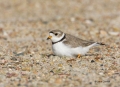 Piping_Plover