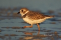 Piping-Plover;Charadrius-melodus;Emu;Endangered-species;endangered-species;Shore