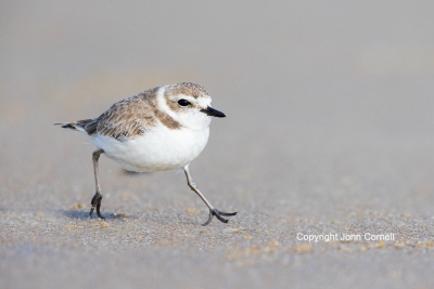Charadrius-nivosus;One;Plover;Sand;Shorebird;Snowy-Plover;avifauna;beach;bird;bi