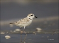 Snowy-Plover;Plover;Florida;Southeast-USA;Charadrius-alexandrinus;shorebirds;one