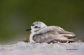 Snowy-Plover;Plover;Charadrius-alexandrinus;shorebirds;one-animal;close-up;color