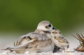 Snowy-Plover;Plover;Charadrius-alexandrinus;Nest;Nesting;parent;chick;bond;bondi