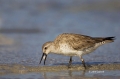 Red-Knot;Knot;Calidris-canutus;shorebirds;one-animal;close-up;color-image;nobody