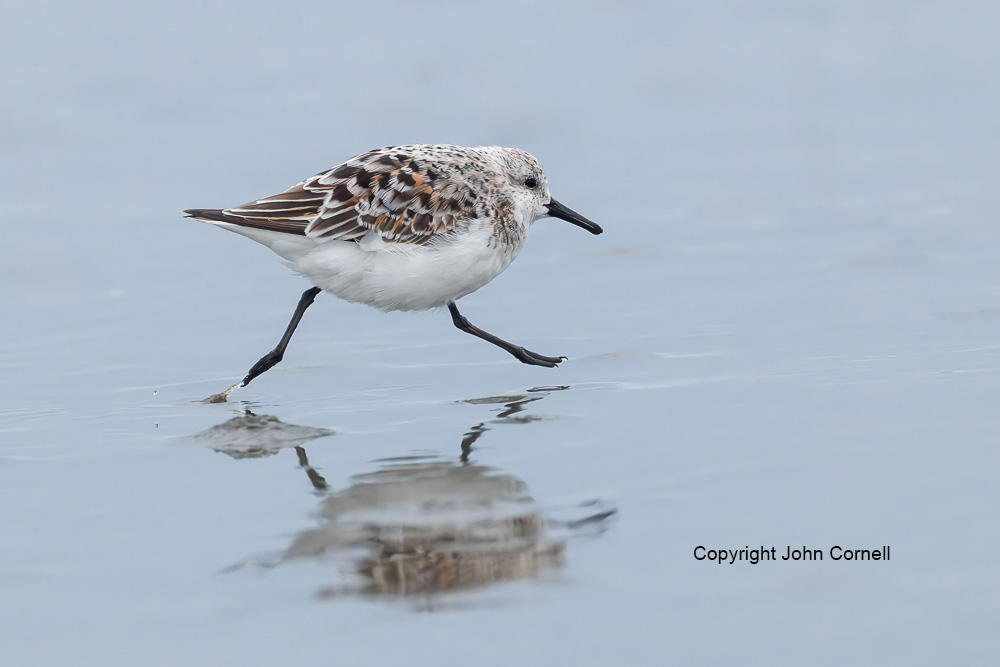 Calidris alba;One;Reflection;Sand;Sanderling;avifauna;beach;bird;birds;color image;color photograph;feather;feathered;feathers;natural;nature;outdoor;outdoors;water;wild;wilderness;wildlife