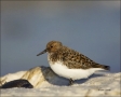 Sanderling;Florida;Southeast-USA;Calidris-alba;shorebirds;one-animal;close-up;co