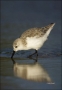 Sanderling;Calidris-alba;shorebirds;one-animal;close-up;color-image;nobody;photo