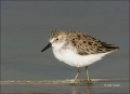 Florida;Shorebird;Least-Sandpiper;Sandpiper;Calidris-minutilla;shorebirds;one-an