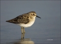 Florida;Southeast-USA;Least-Sandpiper;Sandpiper;Calidris-minutilla;shorebirds;on