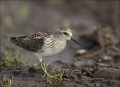 Least-Sandpiper;Sandpiper;Shorebird;Calidris-minutilla;shorebirds;Newfoundland;o