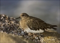 Black-Turnstone;Turnstone;California;Southwest-USA;shorebirds;one-animal;close-u