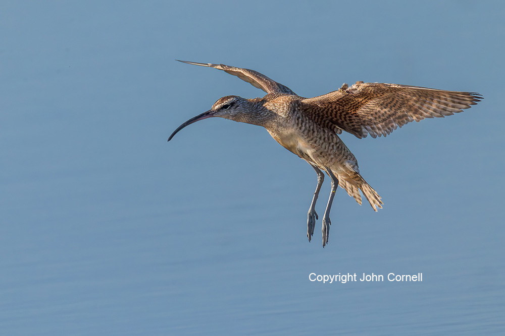 Flying Bird;Numenius phaeopus;Photography;Whimbrel;action;active;aloft;behavior;birds;color image;flight;fly;flying;in flight;motion;movement;one animal;soar;soaring;wing;winged;wings