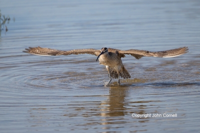 Flying-Bird;Numenius-phaeopus;Photography;Whimbrel;action;active;aloft;behavior;