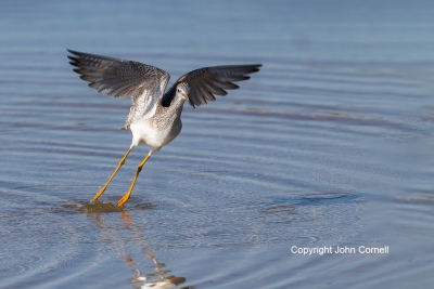 Flying-Bird;Greater-Yellowlegs;Photography;Tringa-melanoleuca;Yellowlegs;action;