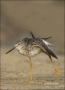 Florida;Yellowlegs;Greater-Yellowlegs;Tringa-melanoleuca;shorebirds;one-animal;c