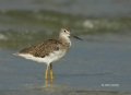 Greater-Yellowlegs;Tringa-melanoleuca;Yellowlegs;Shorebird;Shorebirds;one;one-an