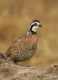 Male;Quail;Southwest-USA;Texas;Northern-Bobwhite;Colinus-virginianus;one-animal;