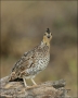 Quail;Female;Southwest-USA;Texas;Northern-Bobwhite;Colinus-virginianus;one-anima