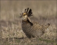 Greater-Prairie-Chicken;Prairie-Chicken;Minnesota;Male;Breeding-Display;Tympanuc