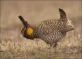 Greater-Prairie-Chicken;Prairie-Chicken;Minnesota;Breeding-Display;Male;Tympanuc